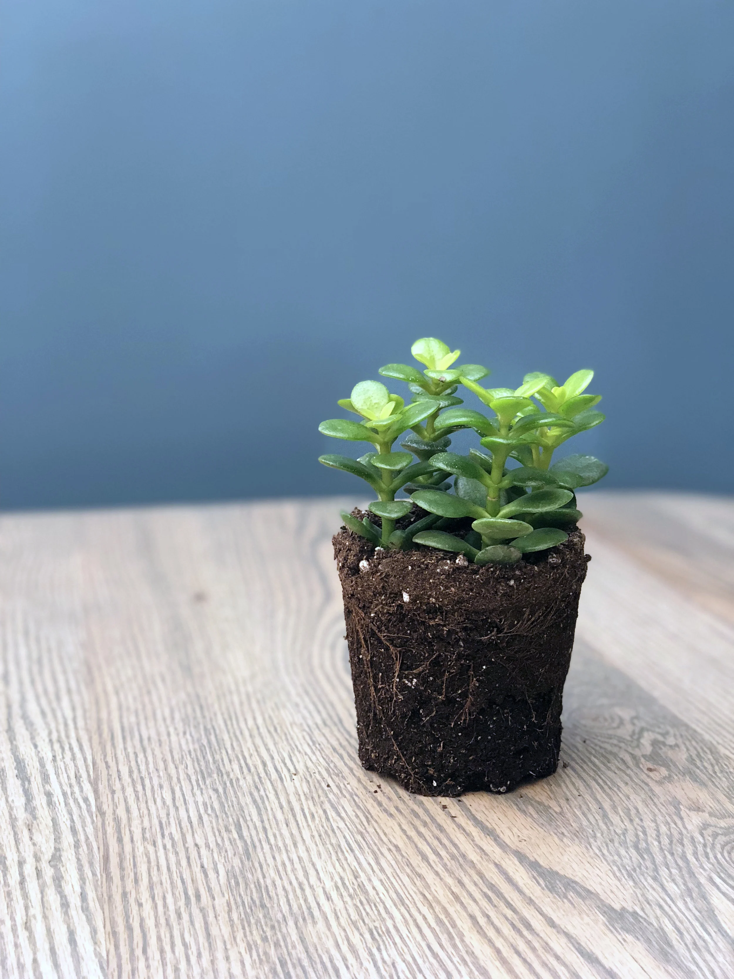 A Guide to Succulents and Cacti — Seattle's Favorite Garden Store